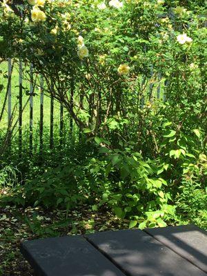 Yellow roses next to picnic area