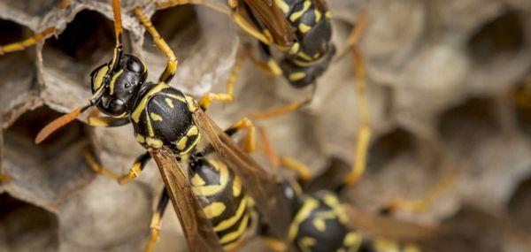 Wasp Control - Hawkeye Pest Control