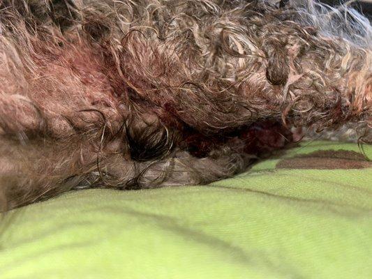 Didn't even wash his wounds off and had blood matted into his fur