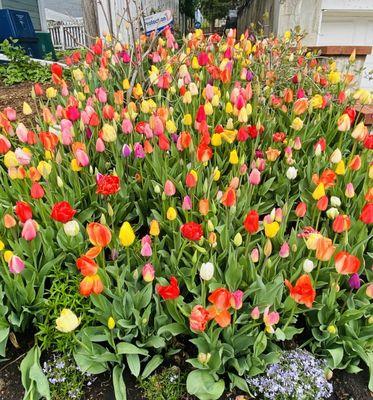 Filling every free spot of land with tulips