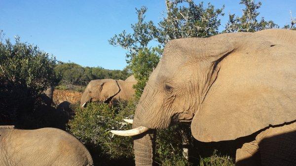 South Africa - Shamwari Game Reserve