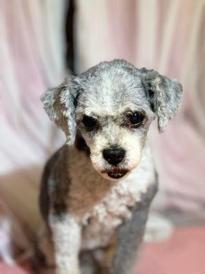 Lily the poodle mix