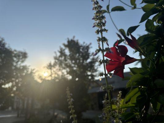 Sunrise at a flower shop