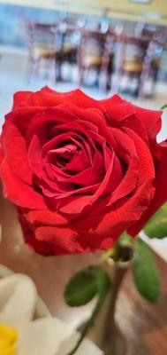 The red table rose