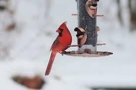 Cardinal bird feed