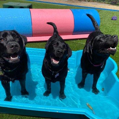 Rub a dub dub, 3 labs in a tub