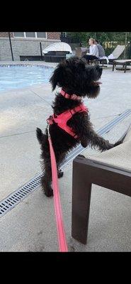 Opal at the pool!!!