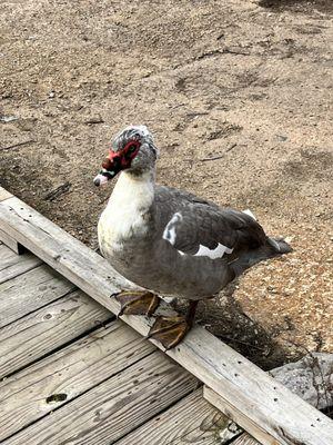 Friendly duck