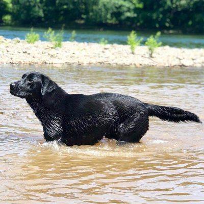 Remmy in the water