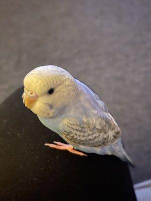 My Parakeet from Petco at the Hollywood location