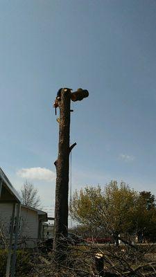 A Top Notch Tree Service