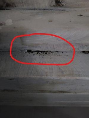 Visible sign of more rot and mold under the board.