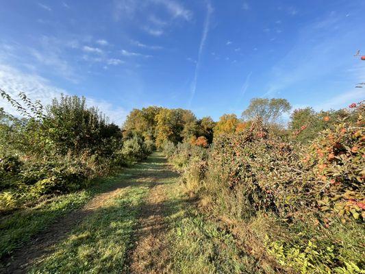 Apple orchards