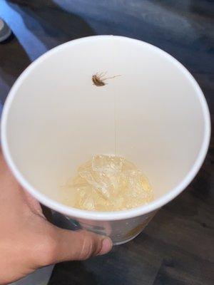 Sweet tea with a damn roach