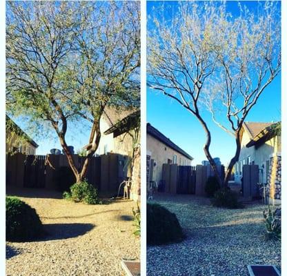 Tree trimming