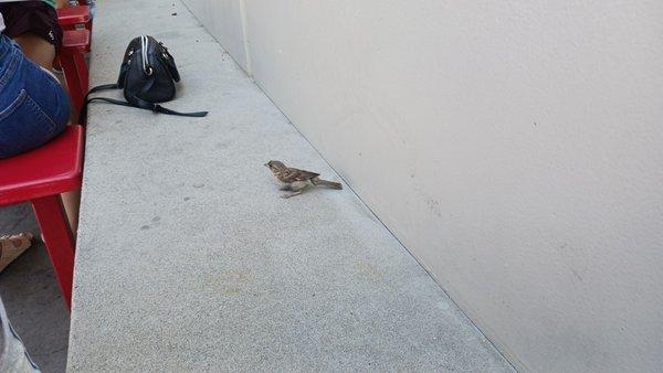 Bird that visited the dining area