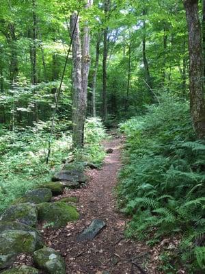 Hike up to the fire tower