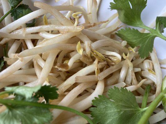 Half rotten bean sprouts