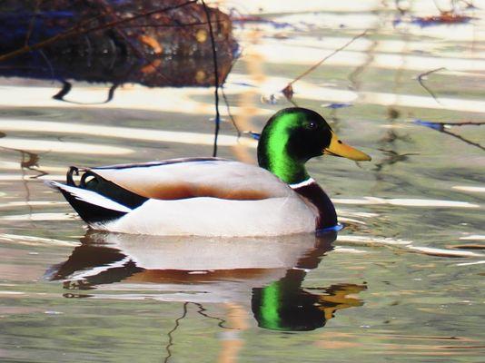 Mallard duck