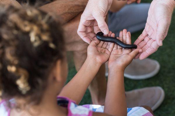 hands on interaction with millipede for creepy crawlies program