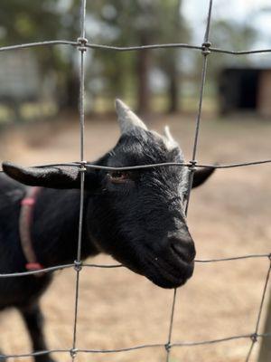 Goats on property