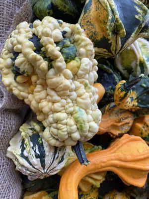 Gorgeous gourds