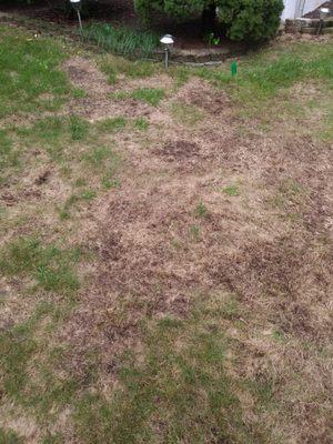 This is what Turf Technologies did to my lawn.  My whole lawn looks like this 75 % dead;