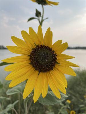 Sunflowers!