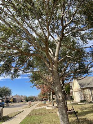 Tree pruning inside tree interior