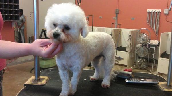 Phyllis, Done!  Call Milo to adopt.  415-454-6456