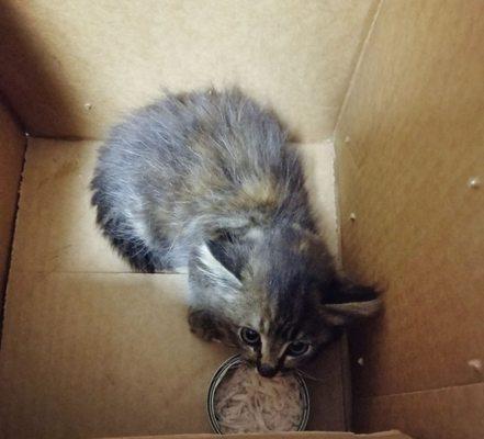 This kitten was rescued by the guys at Burbank Auto Doctor!