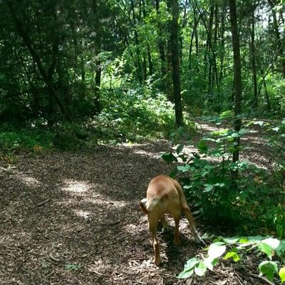 Having fun exploring the walking trail!