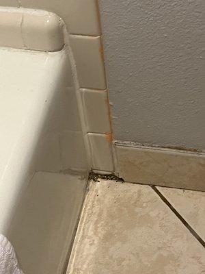 Entire condo floors had mold and dirt