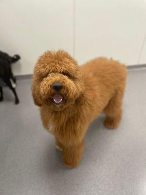 Chewbacca at puppy haven