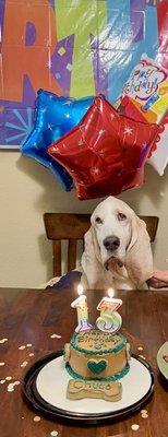 Happy Birthday to our beautiful Basset Hound.