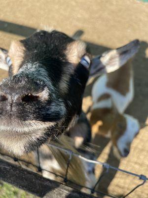 Sweet goat on the property