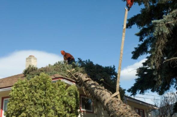 Clearing Storm Damage