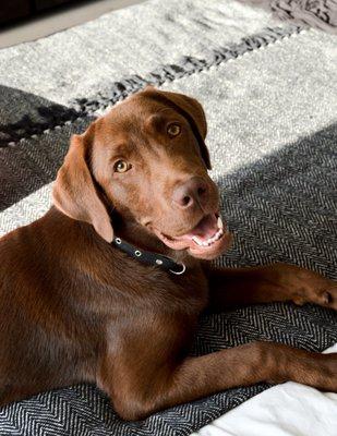 It's international Labrador Retriever day!!!  America's #1 ranked dog for 31 years!