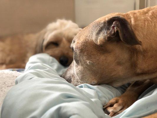 Williamson County Regional Shelter Alum fit right in with my senior dog