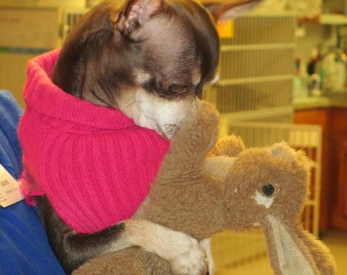 Lucy needed her bunny during her vet visit.