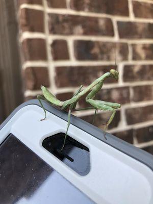 Mantis