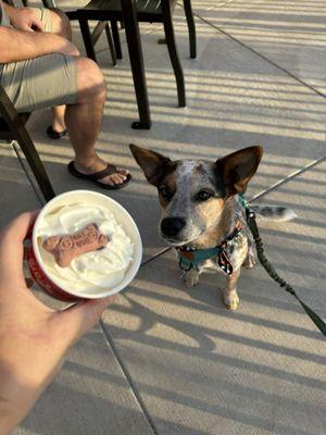 Kind Chick-fil-a employees gave us a pup cup without asking. Our blue heeler Ryn was so happy.