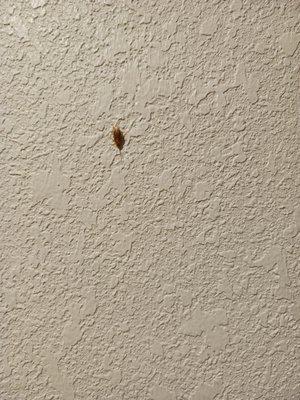 Roach on the wall in the hotel.