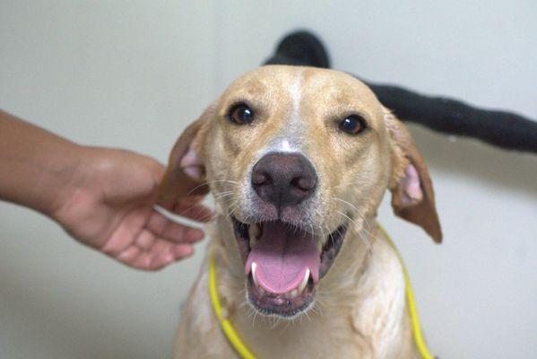 Grooming is available during daycare or boarding. They always leave with a smile.