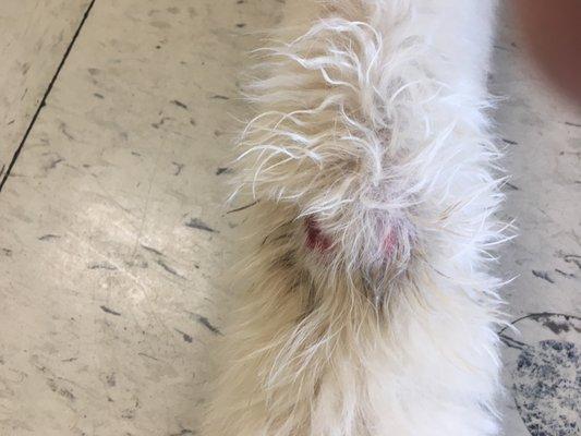 our dog's legs after being at Breed Above