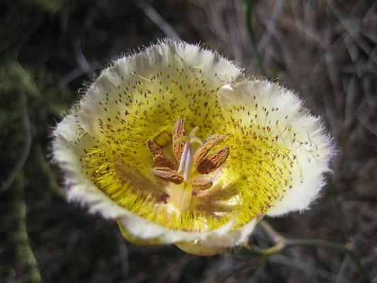 Mariposa lily.