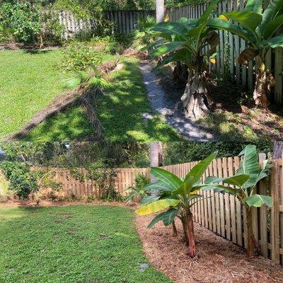 before and after 
landscape clean up and mulch install