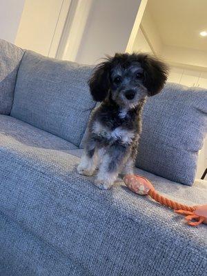 Aussie-Bernedoodle hair cut