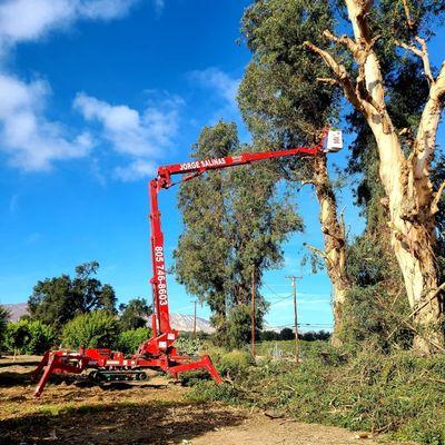 Jorge Salinas Tree Service