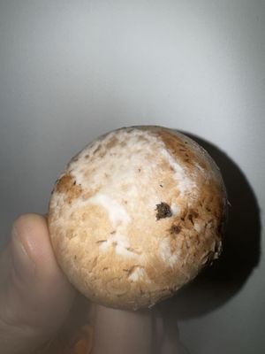 Mold on my mushrooms